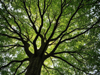 Blick von unten in einen Baum mit grünen Blättern 